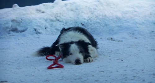 Still frame 15 from Anatomy of a Fall (2023) directed by Justine Triet