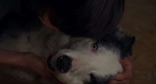 Still frame 203 from Anatomy of a Fall (2023) directed by Justine Triet