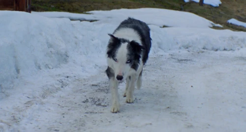 Still frame 209 from Anatomy of a Fall (2023) directed by Justine Triet