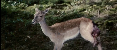 Still frame 22 from Antichrist (2009) directed by Lars von Trier
