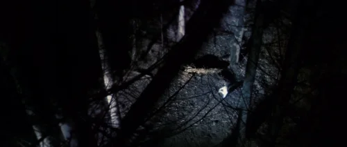 Still frame 36 from Antichrist (2009) directed by Lars von Trier