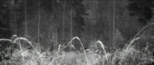 Still frame 65 from Antichrist (2009) directed by Lars von Trier
