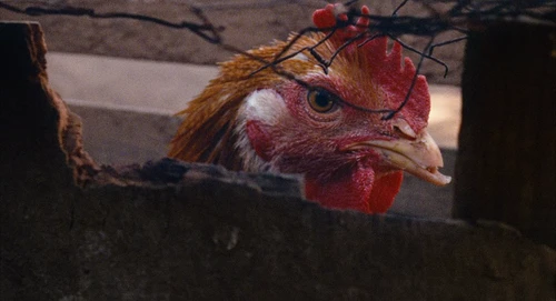 Still frame 82 from Babel (2006) directed by Alejandro G. Iñárritu