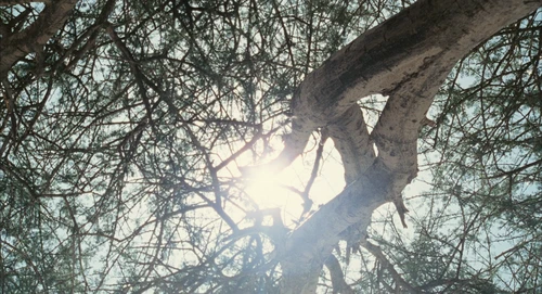Still frame 12 from Babel (2006) directed by Alejandro G. Iñárritu