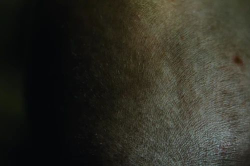 Still frame 49 from Bugonia (2025) directed by Yorgos Lanthimos