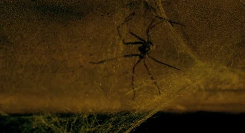 Still frame 81 from Delicatessen (1991) directed by Marc Caro, Jean-Pierre Jeunet