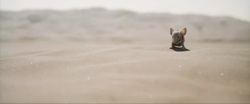 Still frame 70 from Dune: Part Two (2024) directed by Denis Villeneuve