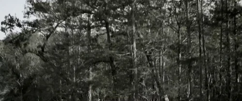 Still frame 57 from Emancipation (2022) directed by Antoine Fuqua