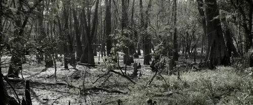 Still frame 71 from Emancipation (2022) directed by Antoine Fuqua