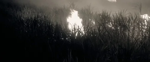 Still frame 89 from Emancipation (2022) directed by Antoine Fuqua