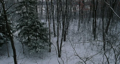 Still frame 66 from Fargo (1996) directed by Joel Coen, Ethan Coen