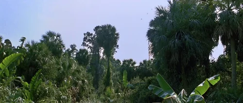Still frame 62 from Forrest Gump (1994) directed by Robert Zemeckis