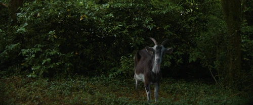 Still frame 208 from Frewaka (2024) directed by Aislinn Clarke