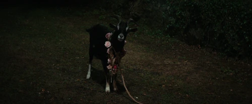 Still frame 250 from Frewaka (2024) directed by Aislinn Clarke