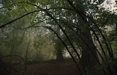 Still frame 135 from Gretel & Hansel (2020) directed by Osgood Perkins