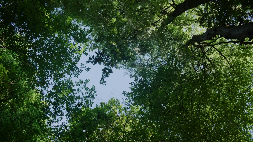 Still frame 94 from Hamnet (2025) directed by Chloe Zhao