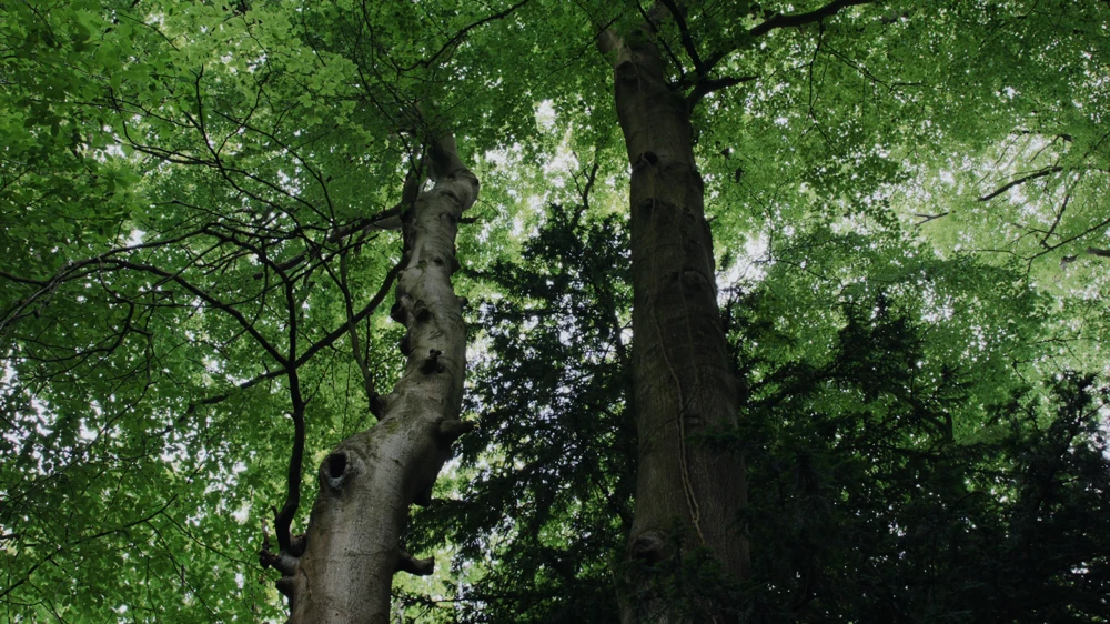 Still frame 1 from Hamnet (2025) directed by Chloe Zhao