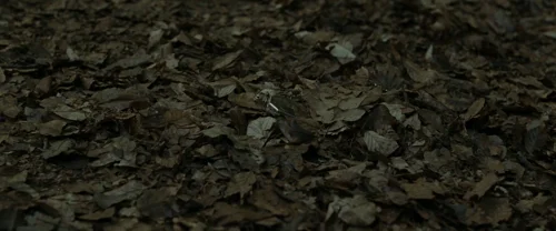 Still frame 59 from Harry Potter and the Deathly Hallows: Part 1 (2010) directed by David Yates