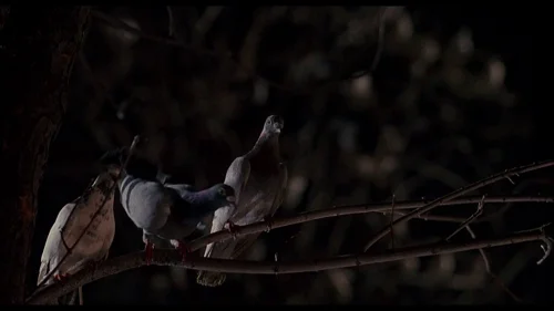 Still frame 61 from Home Alone 2: Lost in New York (1992) directed by Chris Columbus