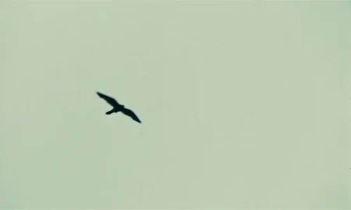 Kes