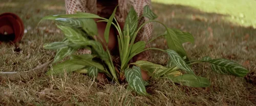 Still frame 332 from Léon: The Professional (1994) directed by Luc Besson