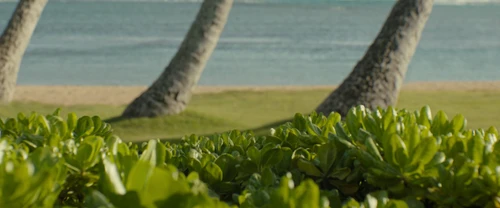 Still frame 155 from Lilo & Stitch (2025) directed by Dean Fleischer Camp