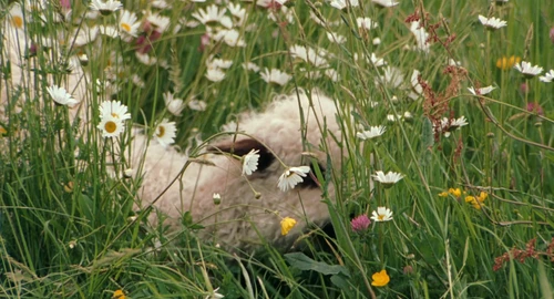 Still frame 164 from Marie Antoinette (2006) directed by Sofia Coppola