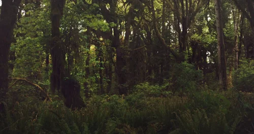 Still frame 14 from Prospect (2018) directed by Christopher Caldwell, Zeek Earl