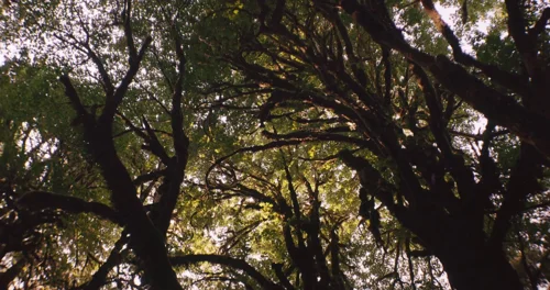 Still frame 40 from Prospect (2018) directed by Christopher Caldwell, Zeek Earl