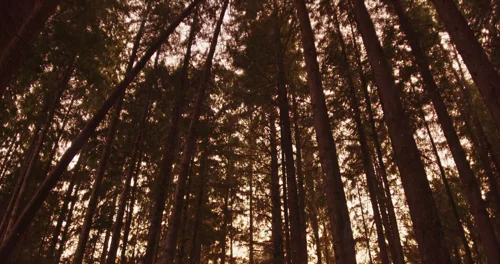Still frame 70 from Prospect (2018) directed by Christopher Caldwell, Zeek Earl