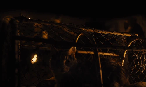 Still frame 79 from Slow West (2015) directed by John Maclean