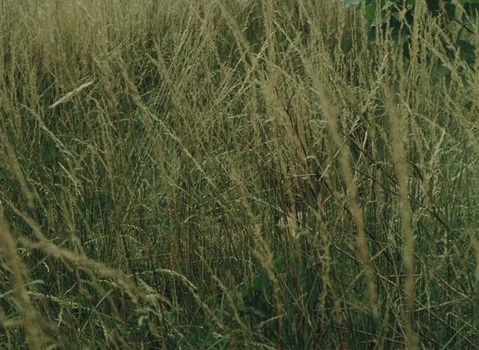 Still frame 137 from The Devil, Probably (1977) directed by Robert Bresson