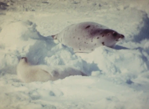 Still frame 16 from The Devil, Probably (1977) directed by Robert Bresson
