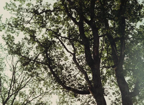 Still frame 69 from The Devil, Probably (1977) directed by Robert Bresson