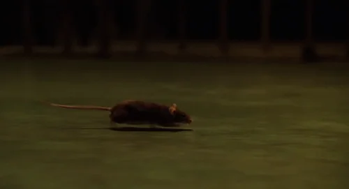 Still frame 30 from The Green Mile (1999) directed by Frank Darabont