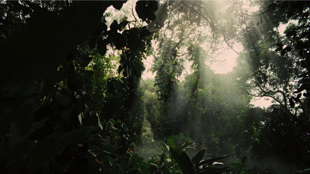 Still frame 102 from The Hunger Games: Catching Fire (2013) directed by Francis Lawrence