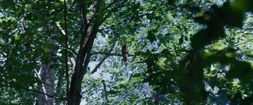 Still frame 112 from The Hunger Games (2012) directed by Gary Ross