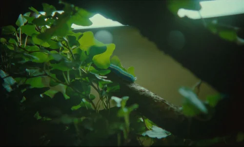 Still frame 96 from The Legend of Ochi (2025) directed by Isaiah Saxon