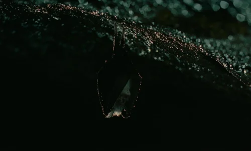 Still frame 267 from The Legend of Ochi (2025) directed by Isaiah Saxon