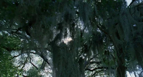 Still frame 16 from The Tree of Life (2011) directed by Terrence Malick