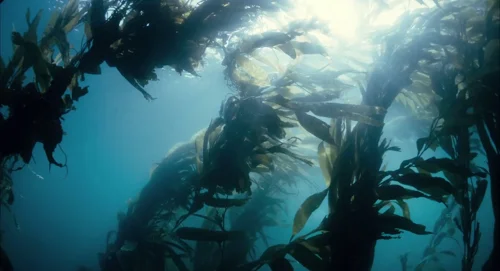 Still frame 32 from The Tree of Life (2011) directed by Terrence Malick