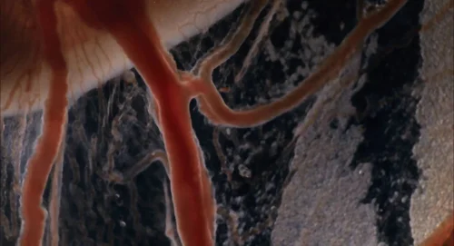 Still frame 29 from The Tree of Life (2011) directed by Terrence Malick