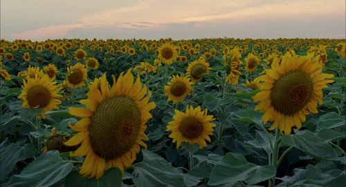 Still frame 143 from The Tree of Life (2011) directed by Terrence Malick
