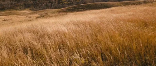 Still frame 48 from Tideland (2005) directed by Terry Gilliam