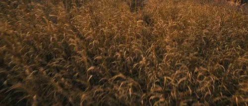 Still frame 98 from Tideland (2005) directed by Terry Gilliam