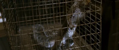 Still frame 107 from Tideland (2005) directed by Terry Gilliam