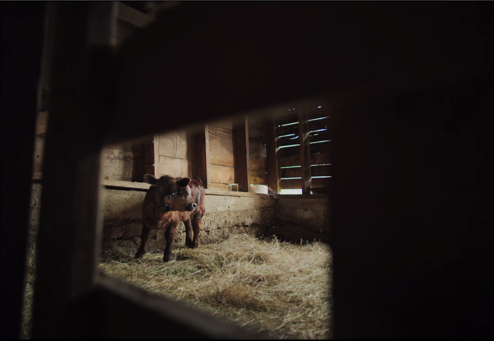 Still frame 7 from Train Dreams (2025) directed by Clint Bentley