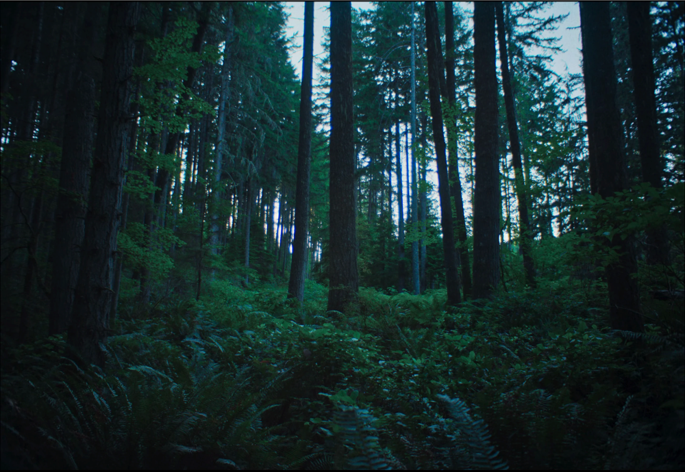 Still frame 116 from Train Dreams (2025) directed by Clint Bentley