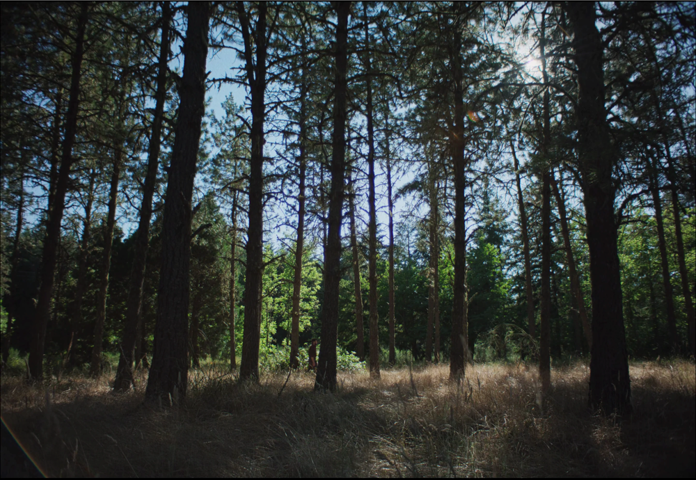 Still frame 252 from Train Dreams (2025) directed by Clint Bentley