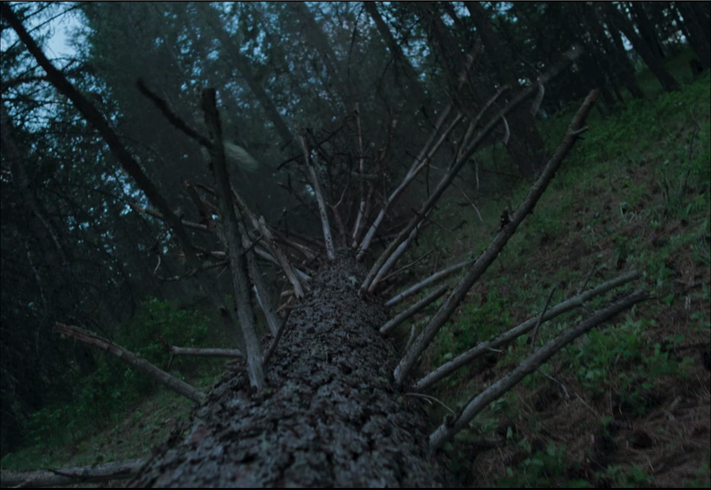 Still frame 3 from Train Dreams (2025) directed by Clint Bentley